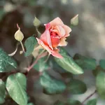 Timpa Bianca Condoianni
