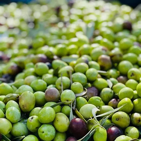 Timpa Bianca Apartment Condoianni