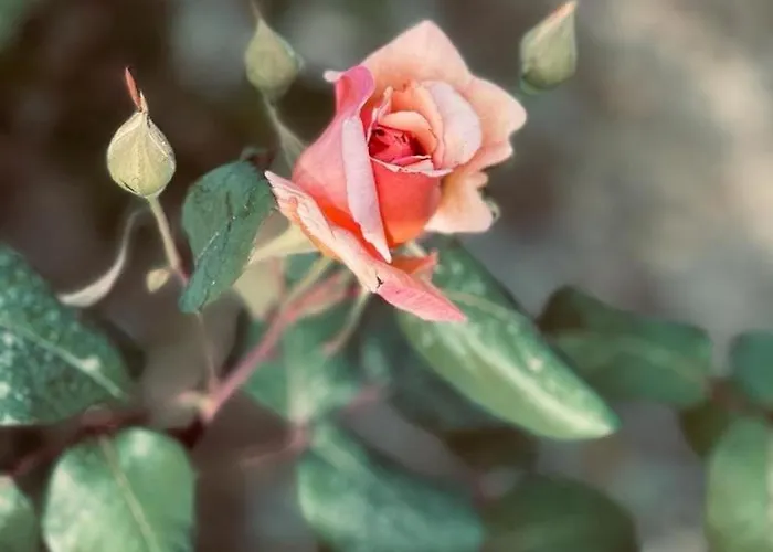 Timpa Bianca Condoianni