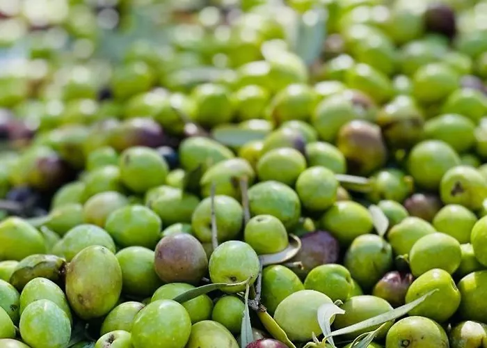 Timpa Bianca Apartamento Condoianni